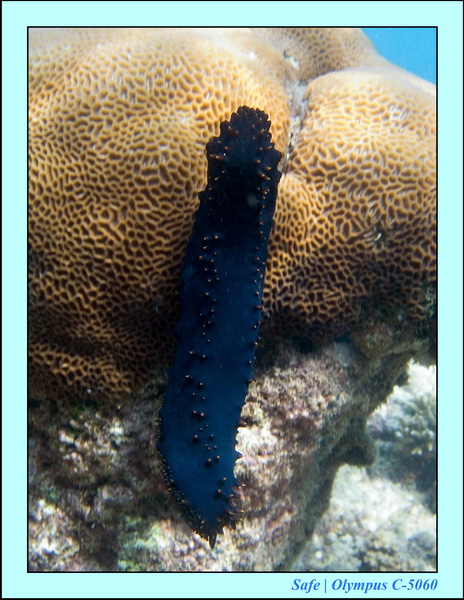 2006 - 07 - Kapas - Plongee 3 - 24